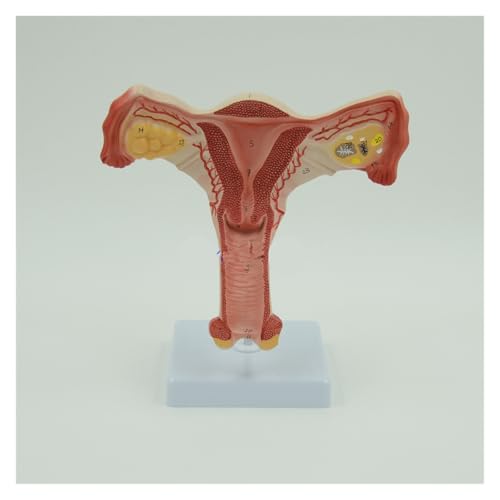 1pc Gebärmutter und Eierstock anatomisches Modell menschliche weibliche medizinische Anatomie internes Genitalorgan von Huhpa