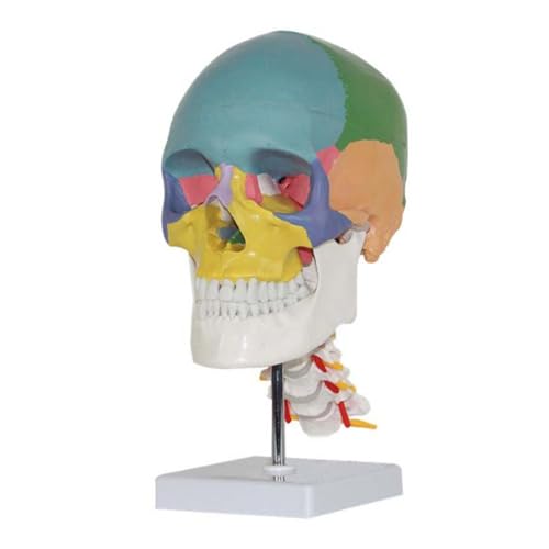 1pc Größe Anatomisches Menschliches Skelett Anatomie Schädel Modell Mit Farbigen Knochen Halswirbel Skulptur Medizinische Lernen Liefert von Huhpa