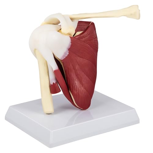 1pc Größe Menschliches Schultergelenk Band Modell Anatomisches Skelett mit Basis Zerlegen, um Lehre oder Forschung zu befriedigen von Huhpa
