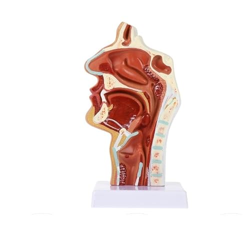 1pc HNO-Modell Mannequin Kehle Anatomie Modell Requisiten Median Abschnitt Kopf Anatomische Nasenhöhle 1pc HNO-Modell Mannequin Kehle Anatomie Modell Requisiten Median Abschnitt Kopf Anatomische Nasenhöhle von Huhpa