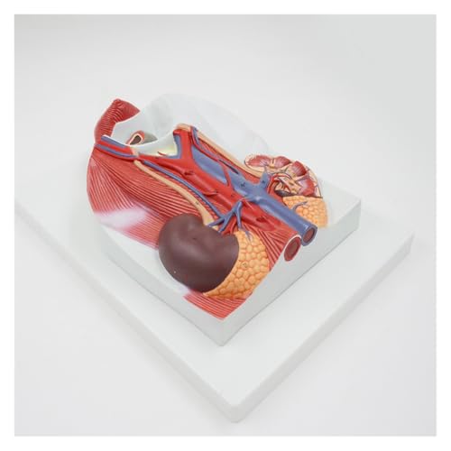 1pc Harnsystem Modell Blase Prostata Und Niere Anatomisches Modell Lehrmittel Medizinische Wissenschaften Lehrmittel von Huhpa