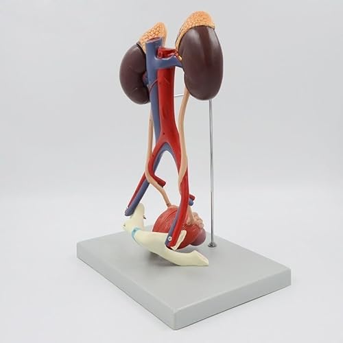 1pc Harnsystem Modell Medizinische Wissenschaft Menschliches Anatomisches Modell Blase Niere Anatomie Arterie Und Venen Medizinische Lehrmittel von Huhpa