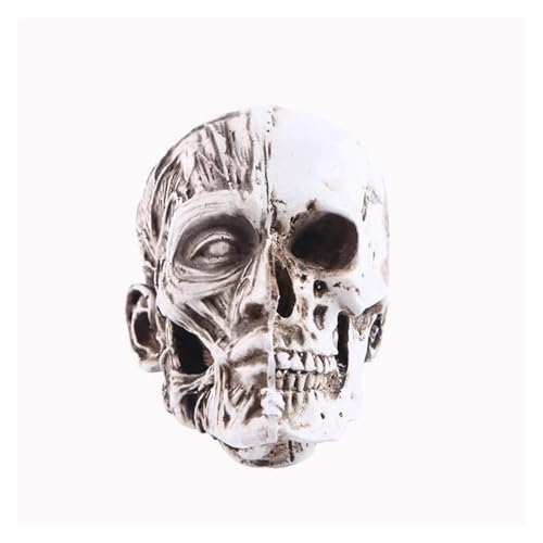 1pc Harz Schädel Statue Wohnkultur Handwerk Statuen for Dekoration Kunst Carving Skizze Medizinische Modell Halloween Dekor Figuren Skulptur von Huhpa