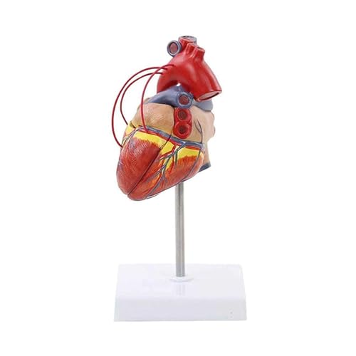 1pc Herz Modell Natürliche Große Menschliche Herz Bypass Chirurgie Herz Anatomie Modell 1:1 Maßstab Herz Modell von Huhpa
