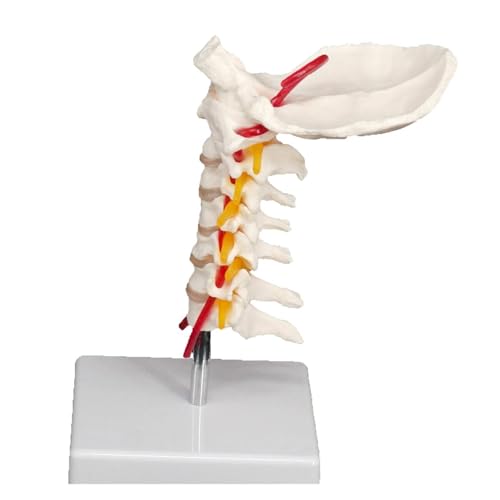 1pc Hinterhauptspinal Arteria Wirbelsäule Nerven Halswirbel Orthopädische Modell Lehre Ausbildung Hilfe Bildung von Huhpa