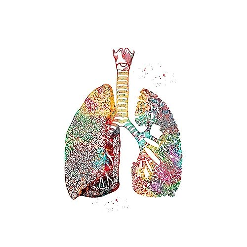 1pc Home Menschliche Anatomie Muskeln System Wand Kunst Leinwand Malerei Poster Und Drucke Körper Karte Wand Bilder Medizinische Bildung Decor(B,15x20cm No Frame) von Huhpa
