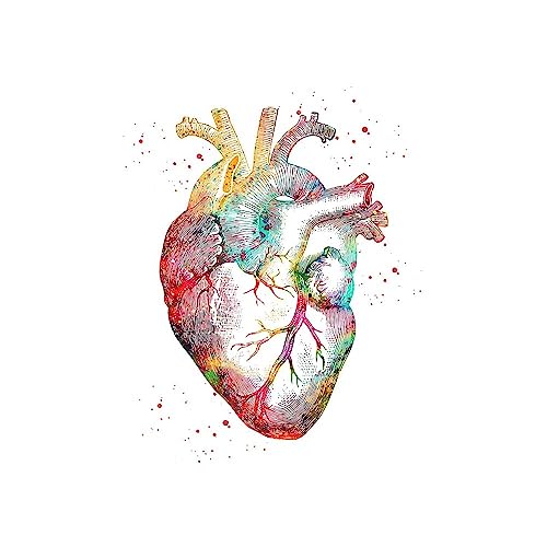 1pc Home Menschliche Anatomie Muskeln System Wand Kunst Leinwand Malerei Poster Und Drucke Körper Karte Wand Bilder Medizinische Bildung Decor(H,30x40cm No Frame) von Huhpa