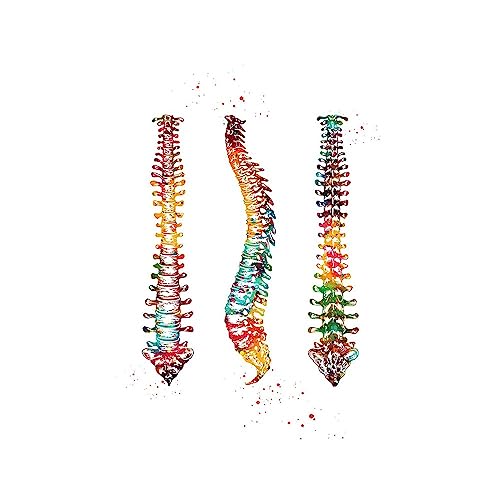 1pc Home Menschliche Anatomie Muskeln System Wand Kunst Leinwand Malerei Poster Und Drucke Körper Karte Wand Bilder Medizinische Bildung Decor(I,A4 21x30cm No Frame) von Huhpa