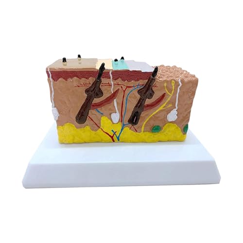 1pc Kleine Haut Anatomie Modell Haut Ebene Demonstration Form Hautvergrößerung Haar Wachstum Prozess Lehre von Huhpa