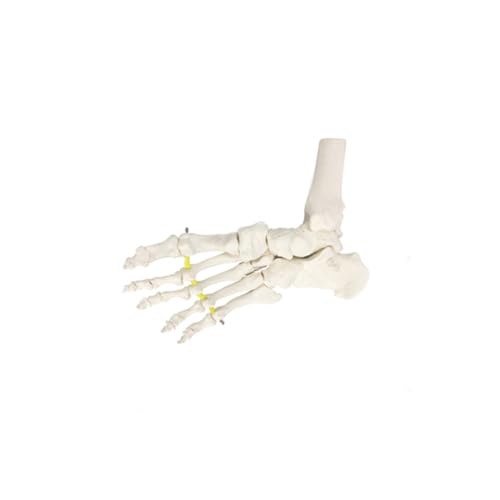 1pc Kunst College Aufnahme Prüfung Medizinische Fuß Gelenk Modell Fuß Sprunggelenk Fuß Chirurgie Orthopädische Probe Knochen Simulation von Huhpa