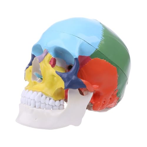 1pc Leben Größe Bunte Menschlichen Schädel Modell Anatomische Anatomie Medizinische Lehre Skelett Kopf Studium Lehre Liefert von Huhpa