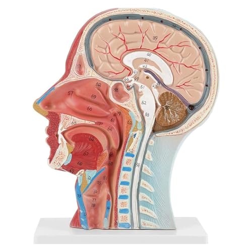 1pc Lebensgroße Anatomische Menschliche Hälfte Kopf Gesicht Anatomie Medizinische Gehirn Hals Median Abschnitt Studie Modell Nerve Blutgefäß for Lehre von Huhpa