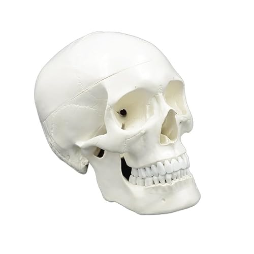 1pc Lebensgroße Menschliche Anatomie Schädel Modell Kopf Skelett Lehre Modell Medizinische Werkzeug Kunst Abnehmbare Anatomisches Modell Kunststoff von Huhpa