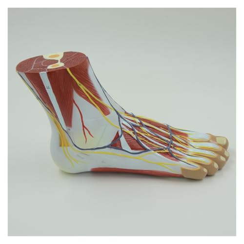 1pc Lebensgroße Menschliche Fuß Anatomie Modell Bein Muskel Anatomische Modelle for Bildung Medizinische Organ Arterie Und Nervensystem von Huhpa