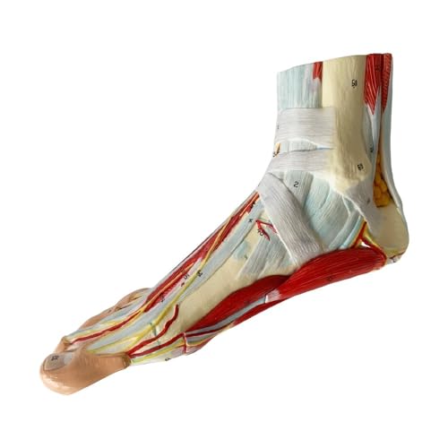 1pc Lebensgroße Menschliche Fuß Gelenk Muskel Bänder Plantar Anatomisches Modell Chirurgie Fuß Muskel Neurovaskuläre Modell von Huhpa