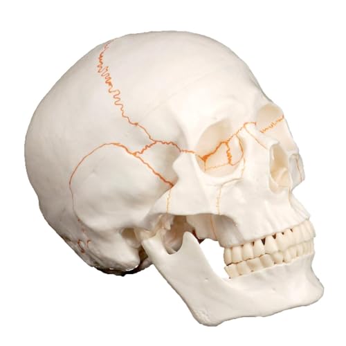 1pc Lebensgroße Menschliche Kopf Schädel Modell Skelett Medizin Anatomie Liefert Lehre Ausbildung Hilfe Bildung von Huhpa