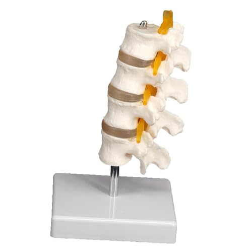 1pc Lendenwirbelsäule Skelettmodell mit Ständer medizinische Lehre Ausbildung Hilfe Bildung 1pc Lendenwirbelsäule Skelettmodell mit Ständer medizinische Lehre Ausbildung Hilfe Bildung von Huhpa