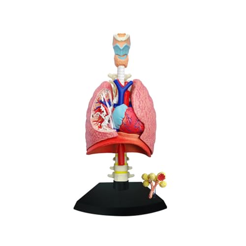 1pc Lernspielzeug Zusammengebautes Modell der menschlichen Lungenanatomie Medizinische Verwendung Lungenanatomisches Modell Anatomie des menschlichen Atmungssystems von Huhpa