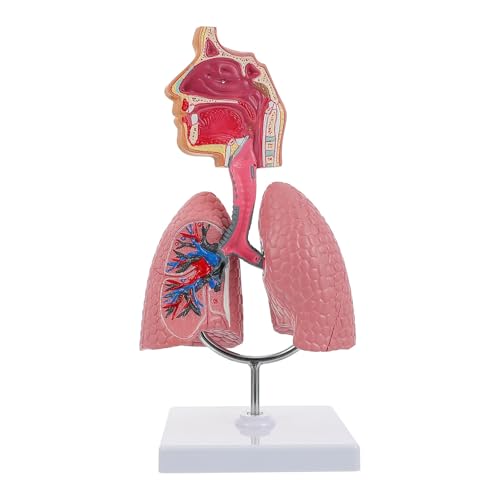 1pc Lunge Atemwege Anatomie Modell Lehre System Menschliches Display Modell Schule Lunge Anatomisches Herz Pädagogisches Nasen von Huhpa