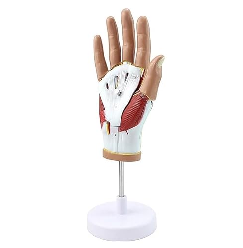 1pc Medizinische Menschliche Hand Muskel Neurovaskuläre Modell Hand Gelenk Hand Anatomie Menschliche Anatomie Hand Und Fuß Chirurg von Huhpa