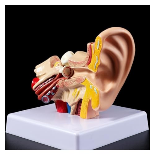 1pc Medizinische Requisiten Modell 1,5 Mal Größe Menschliches Ohr Anatomie Modell OrganMedical Lehre Liefert Professionelle 1pc Medizinische Requisiten Modell 1,5 Mal Größe Menschliches Ohr Anatomie Modell OrganMedical Lehre Liefert Professionelle von Huhpa