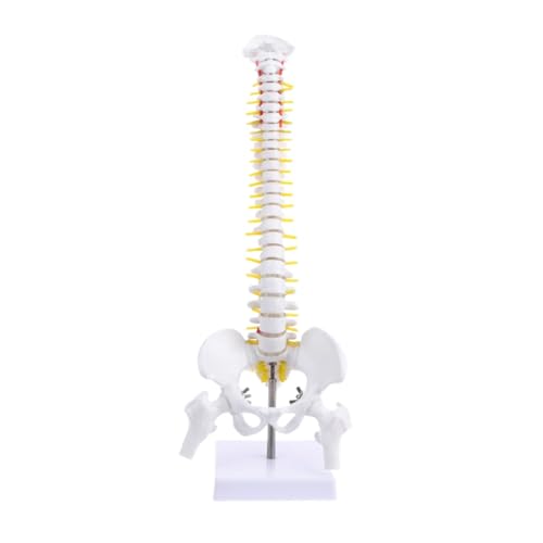 1pc Medizinische Requisiten Modell 45cm Menschliche Anatomische Wirbelsäule Mit Becken Flexible Modell Medizinische Lernen Hilfe Anatomie 1pc Medizinische Requisiten Modell 45cm Menschliche Anatomische Wirbelsäule Mit Becken Flexible Modell Medizinische Lernen Hilfe Anatomie von Huhpa