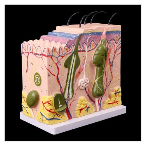 1pc Medizinische Requisiten Modell Menschliche Haut Modell Block Vergrößert Kunststoff Anatomische Anatomie Medizinische Lehrmittel von Huhpa