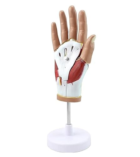 1pc Medizinische menschliche Hand Muskel neurovaskuläre Modell Hand Gelenk Hand Anatomie menschliche Anatomie Hand und Fuß Chirurg von Huhpa