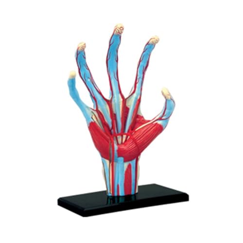1pc Medizinisches Anatomisches Handskelettmodell Mit Muskeln Bändern Nerven Und Blutgefäßen Einfache Montage Handmodell von Huhpa