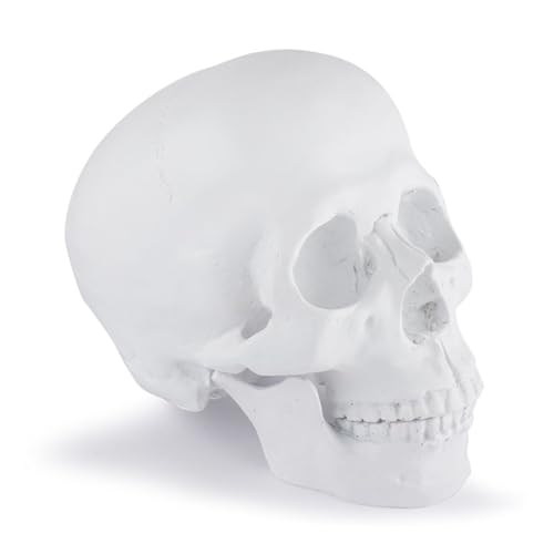 1pc Medizinisches Modell Menschlicher Kopf Modell Harz Replik In Natürlicher Halloween Dekoration Home Dekorative Handwerk Schädel von Huhpa