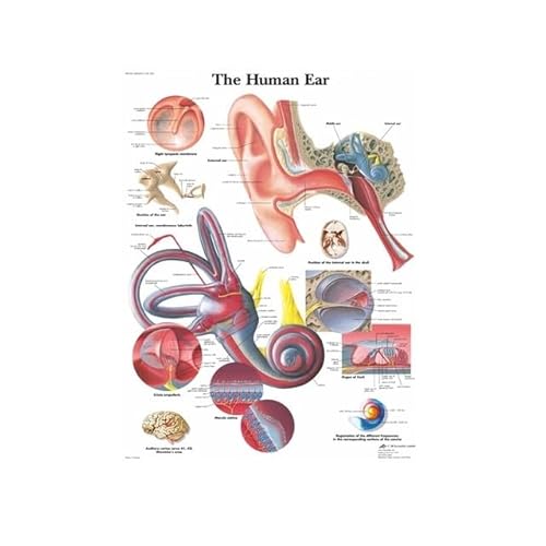 1pc Menschliche Anatomie Muskeln System Kunst Poster Drucken Körper Karte Leinwand Wand Bilder for Wissenschaft Medizin Schlafzimmer Dekor(12,30x45cm no Frame) von Huhpa