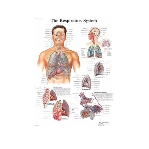 1pc Menschliche Anatomie Muskeln System Kunst Poster Drucken Körper Karte Leinwand Wand Bilder for Wissenschaft Medizin Schlafzimmer Dekor(14,30x45cm no Frame) von Huhpa