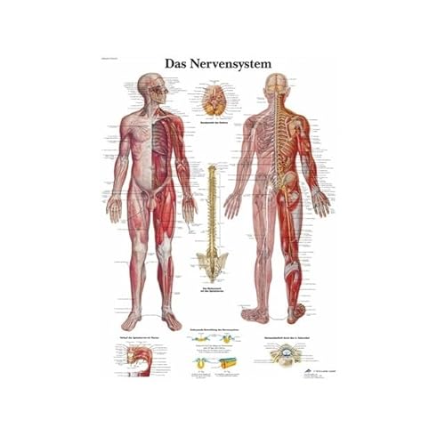 1pc Menschliche Anatomie Muskeln System Kunst Poster Drucken Körper Karte Leinwand Wand Bilder for Wissenschaft Medizin Schlafzimmer Dekor(5,30x45cm no Frame) von Huhpa