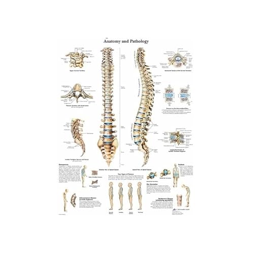 1pc Menschliche Anatomie Muskeln System Kunst Poster Drucken Körper Karte Leinwand Wand Bilder for Wissenschaft Medizin Schlafzimmer Dekor(6,30x45cm no Frame) von Huhpa