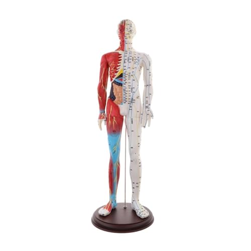 1pc Menschliche Anatomische Anatomie Skelett Figur Statue Modell Männliche Muskel Knochen Modell Struktur Modell Anatomische Studie Lernen Kit 60cm 1pc Menschliche Anatomische Anatomie Skelett Figur Statue Modell Männliche Muskel Knochen Modell Struktur Modell Anatomische Studie Lernen Kit 60cm von Huhpa