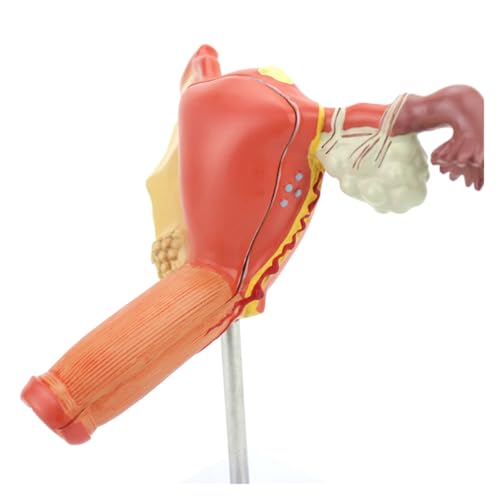1pc Menschliche Gebärmutter Eierstock Pathologische Reproduktion Familienplanung Uterus Reproduktive Anatomisches Modell Medizinische Lehre von Huhpa