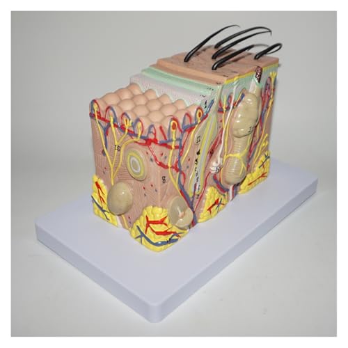 1pc Menschliche Haut Modell Block Vergrößert Kunststoff Haar Schicht Struktur Anatomische Anatomie Medizinische Lehrmittel von Huhpa