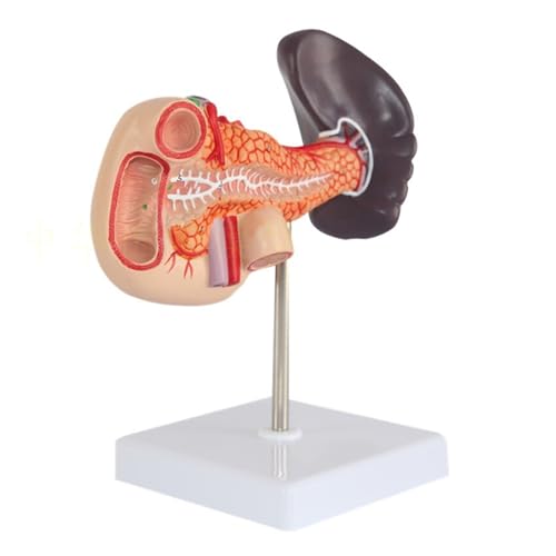 1pc Menschliche Milz Und Bauchspeicheldrüse Modell Anatomische Menschliche Bauchspeicheldrüse Zwölffingerdarm Milz Modell Anatomie Medizinische Versorgung von Huhpa