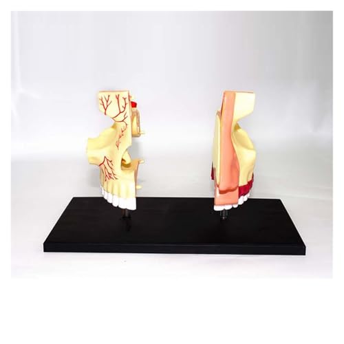 1pc Menschliche Nasenhöhle Anatomisches Modell Menschliche Nase Anatomie ANATOMIE Modell Anatomisches Modell Medizinische Lehre Wissenschaft Ausrüstung von Huhpa