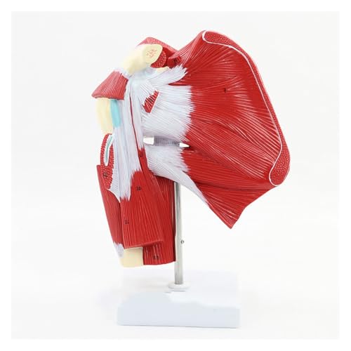 1pc Menschliche Obere Extremität Anatomisches Modell Mit Muskel Obere Extremität Joint Modell Menschliches Skelett Anatomie Modell Medizinische Lehre Liefert von Huhpa
