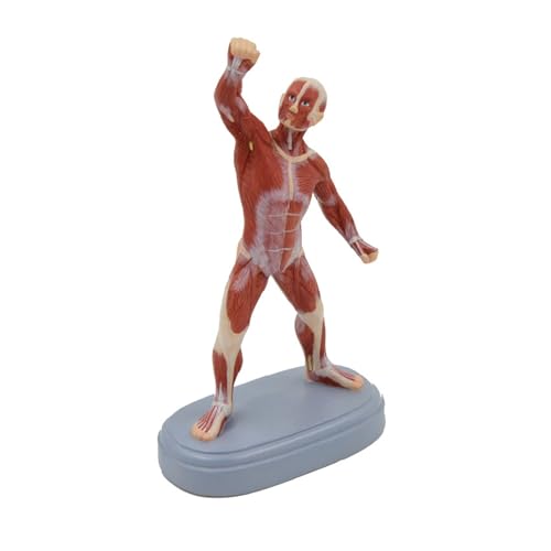 1pc Menschlichen Muskel Modell Muskel Figur Anatomisches Werkzeug Pädagogische Ausrüstung Lehrmittel Medizinische Geschenk von Huhpa