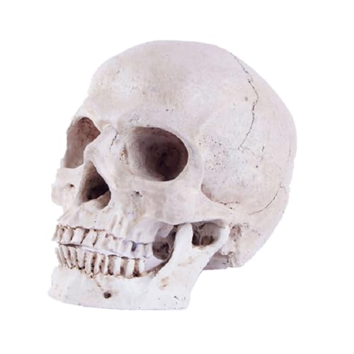 1pc Menschlicher Kopf Schädel Statue for Wohnkultur Harz Figuren Halloween Dekoration Skulptur Medizinische Lehre Skizze Modell Handwerk von Huhpa