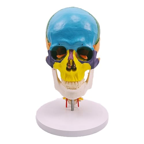1pc Menschlicher Schädel Gehirn Kopf Modell Medizinische Anatomie Modell Medizinische Wissenschaft Lehrmittel von Huhpa