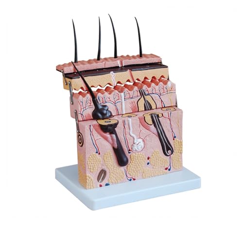 1pc Menschliches 70 Zeit Normale Haut Skelett Anatomische Anatomie Regionale Menschliche Gehirn Modell Anatomie In Trauma Medizinische Ausbildung Dermatolo von Huhpa