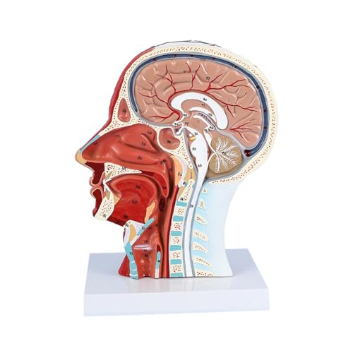 1pc Menschliches Anatomisches Halbe Kopf Gesicht Anatomie Medizinische Gehirn Hals Median Abschnitt Studie Modell Nerve Blutgefäß for Lehre von Huhpa