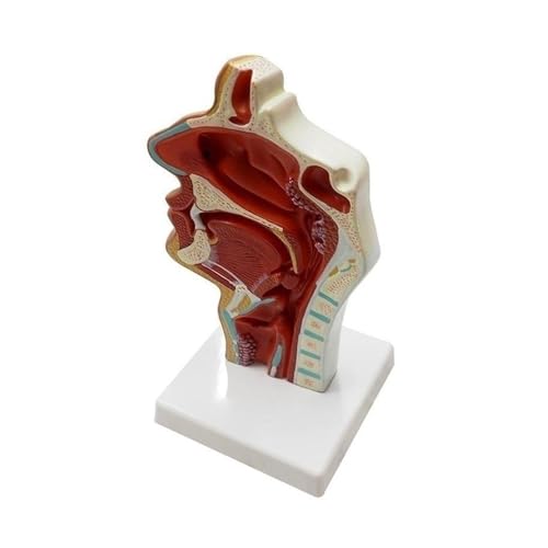 1pc Menschliches Anatomisches Nasenhöhle Rachen Anatomie Medizinische Pathologie Modell Lehre Präsentation Werkzeug 1pc Menschliches Anatomisches Nasenhöhle Rachen Anatomie Medizinische Pathologie Modell Lehre Präsentation Werkzeug von Huhpa