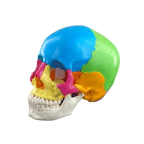 1pc Menschliches Anatomisches Zerlegtes Farbschädelmodell Menschliche Organe Anatomisches Modell von Huhpa