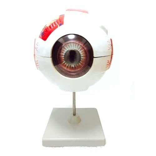 1pc Menschliches Augapfel Modell Anatomie Vergrößert 6 Mal Auge Modell Anatomisches Auge Augapfel Struktur Modell Schule Lehrmittel Werkzeug von Huhpa
