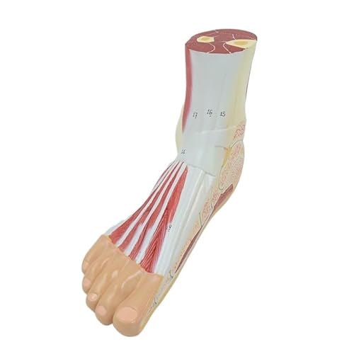 1pc Menschliches Fuß Skelett Modell Abschnitt Von Fuß Muskeln Nerven Bänder Rechten Fuß Lebensgroße Anatomisches Modell Medizinische Wissenschaft von Huhpa