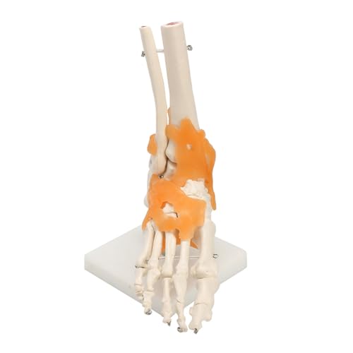 1pc Menschliches Fuß Sprunggelenk Bänder Skelett Medizinische Anatomie Modell Dropshipping von Huhpa